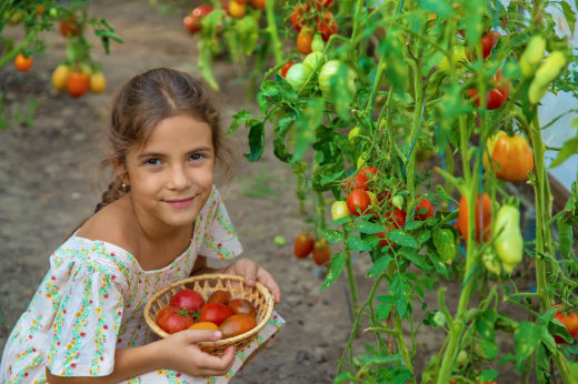 Get Ready to Grow: Plan Your Vegetable or Flower Garden