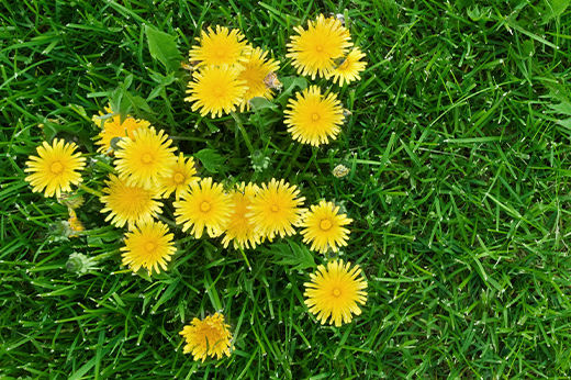 How to Get Rid of Dandelions Permanently