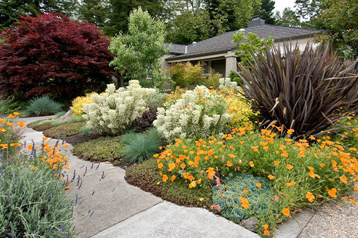 Herb Ground Cover: Easy Mulch Alternative
