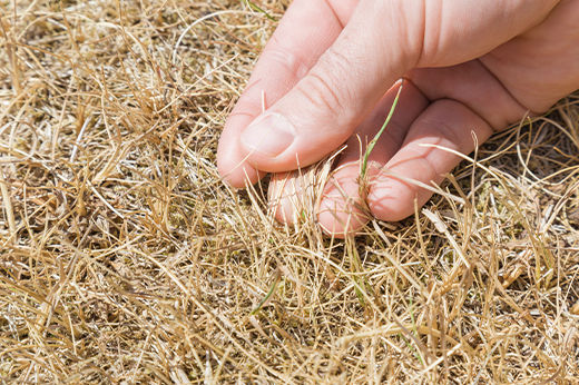 Hot Weather Lawn Care: How to Keep Grass Healthy