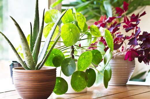 How to Care for Indoor Plants