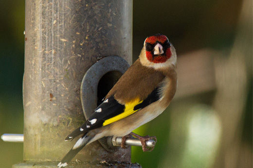 How to Clean a Bird Feeder