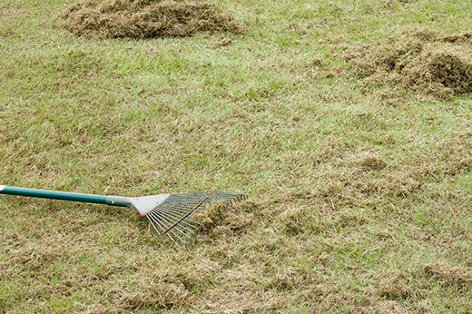 How to Dethatch and Aerate Your Lawn