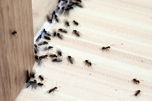How to Get Rid of Ants: Inside and Out