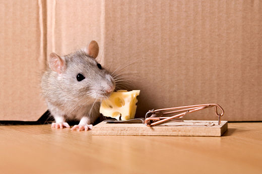 How to Get Rid of Rodents