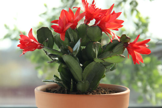 How to Grow a Christmas Cactus for Blooming Results