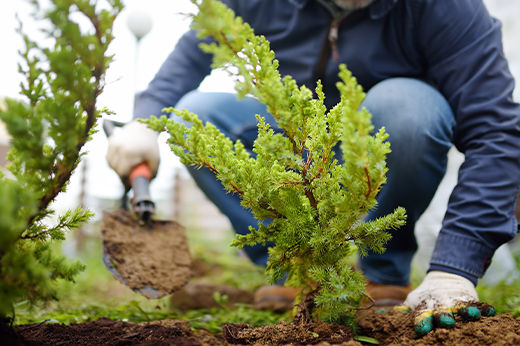 How to Plant a Hedge