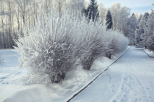 How to Protect Your Landscape from Road Salt