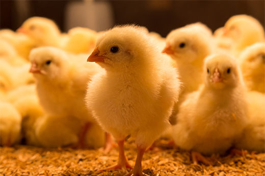 How to Raise Chickens: The Ultimate Guide