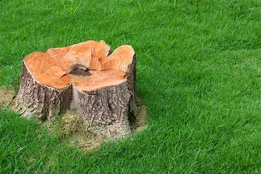 How To Remove a Tree Stump