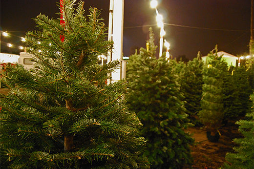 How to Take Care of a Christmas Tree