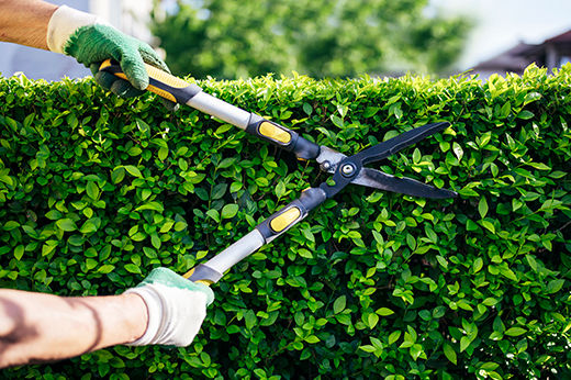 How to Trim Trees & Bushes