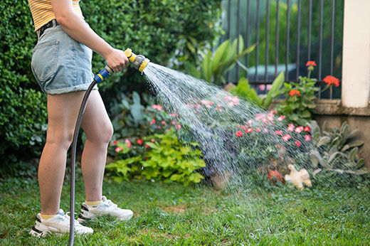 Young lady wearing jean shorts using a garden hose and nozel to water the grass