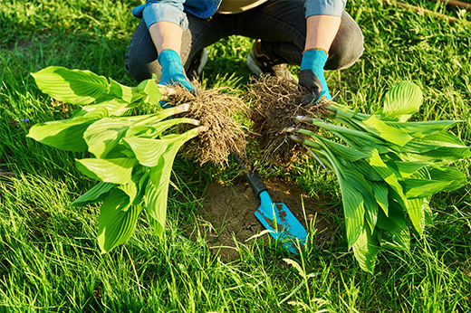 Split Hosta Plants: How and When to Split Your Hosta Plants