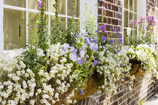 Check Out These Gorgeous Window Boxes (Including My Own!)