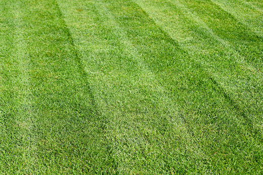 How to Stripe Your Lawn Like a Pro