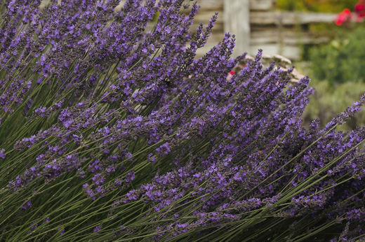 Low-Maintenance Landscaping Ideas