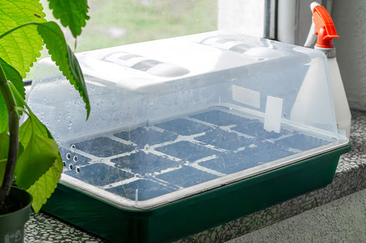 How to Build a Simple Indoor Greenhouse with Your Kids