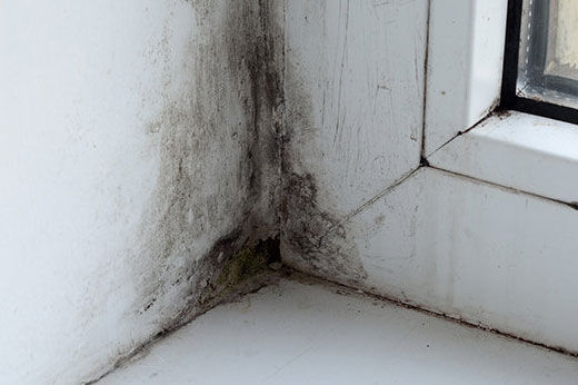How to Get Rid of Mold & Mildew