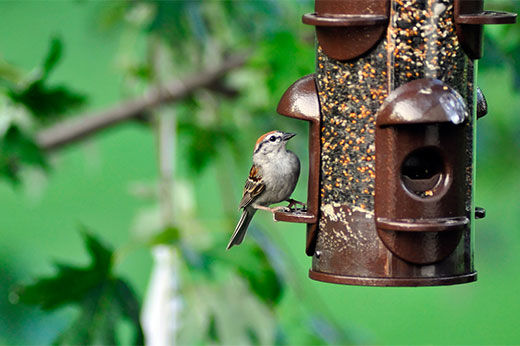 Bird Seed at Pleasants Hardware