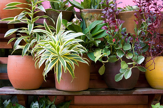 How to Plant a Container Garden