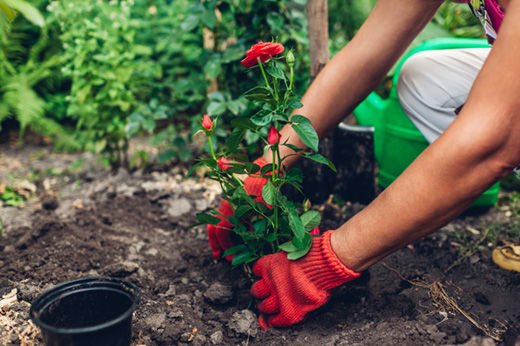 How to Plant Roses