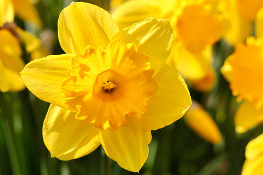 Plant Bulbs in Fall for Spring Gardens