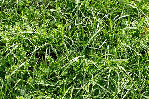 Pre-Emergents for Turf-Type Tall Fescue Lawns