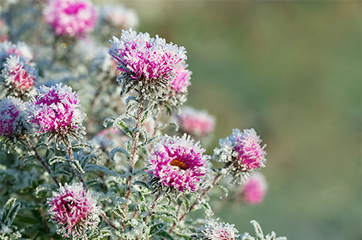 Winter’s Coming: Prep Your Perennials for Next Spring