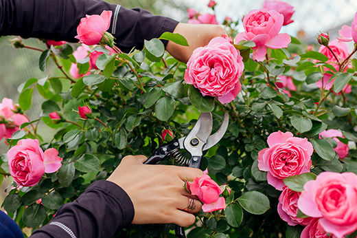 How to Prune Rose Bushes for Beautiful Results