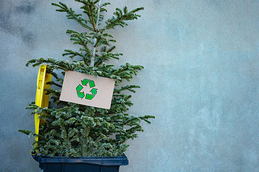 5 Ways to Recycle or Reuse Your Christmas Tree