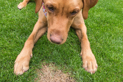 How to Remove Dog Spots from Your Lawn