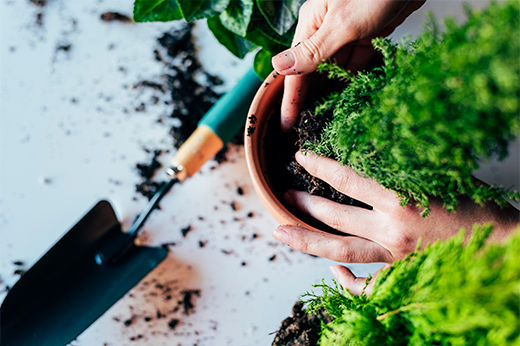 How to Repot Your Plant