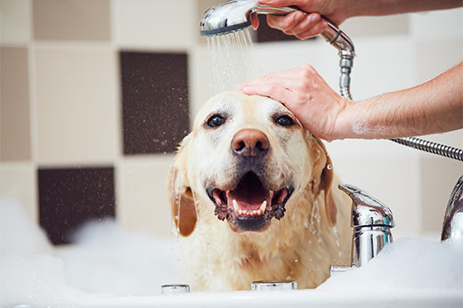 How to Get Rid of Fleas & Ticks on Dogs