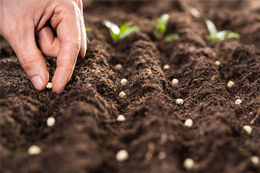Seed Storage Guide How to Save Seeds