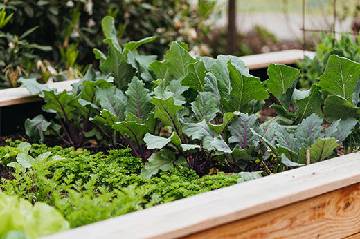Your Spring Garden Checklist: From Hanging Baskets to St. Augustine Grass Plugs