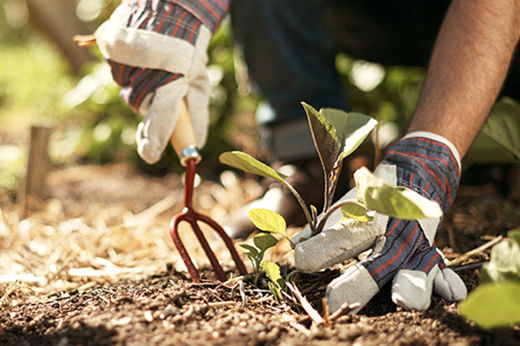 Top 10 Must-Have Tools for Spring Gardening