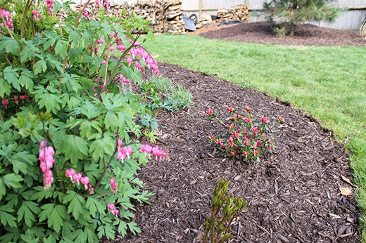 Simple Spring Yard Clean Up