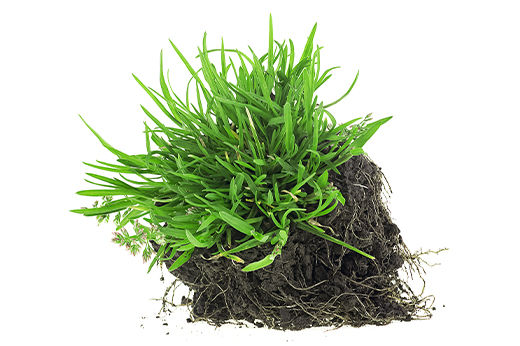 Achieve a Thick, Vibrant Lawn with St. Augustine Grass