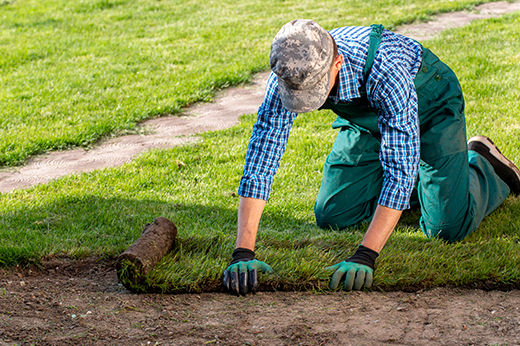 How to Start a New Lawn