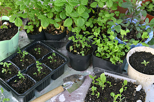 Too Cold to Garden? How to Start Seeds Indoors for Spring