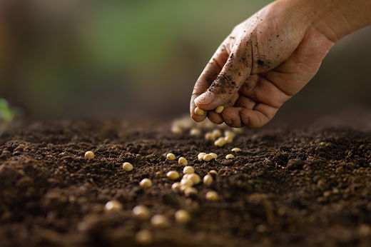 Gardening 101: Seed Your Vegetable or Flower Garden