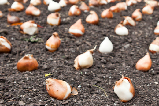 How I Prepped My Flower Bulbs for Spring