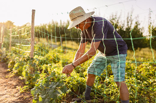 How to Grow a Vertical Vegetable Garden