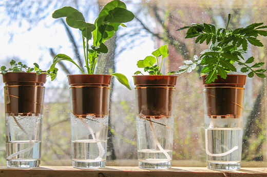 How to Water Plants While Away: 4 Tips To Make Your Plants Survive