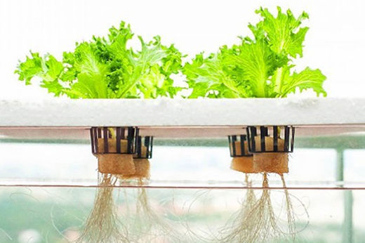 Hydroponics 101