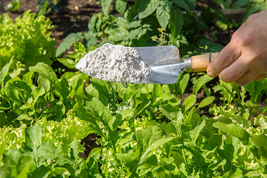 Discover Multiple Ways to Use Diatomaceous Earth at Home