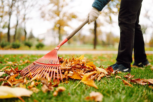 What to Do with Fall Leaves