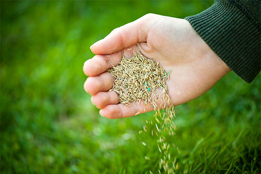 Definitive Grass Seed Buying Guide for Home Gardeners