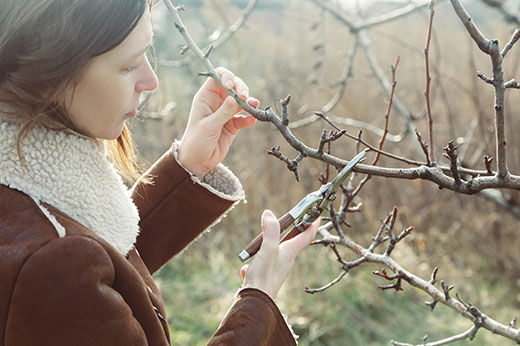 Winter Pruning: Staying Trim for Springtime